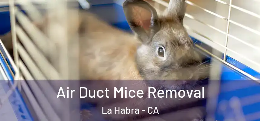 Air Duct Mice Removal La Habra - CA